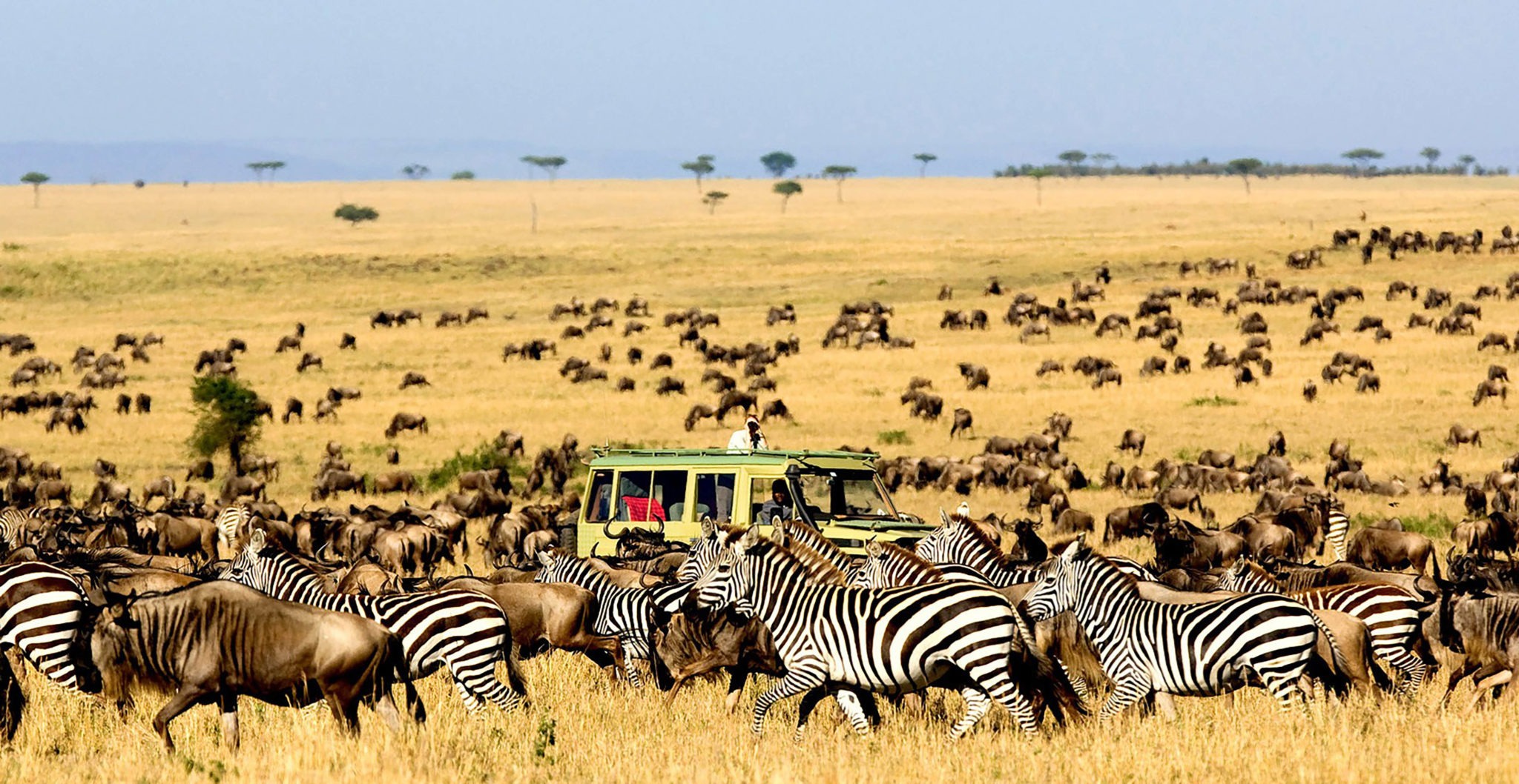 Safari vehicle among zebra and wildebeest during the Great Migration in the Serengeti