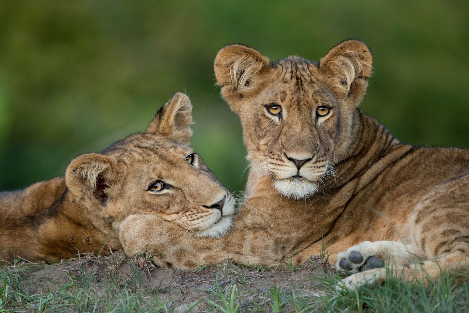 ultimate zambia and zimbabwe safari